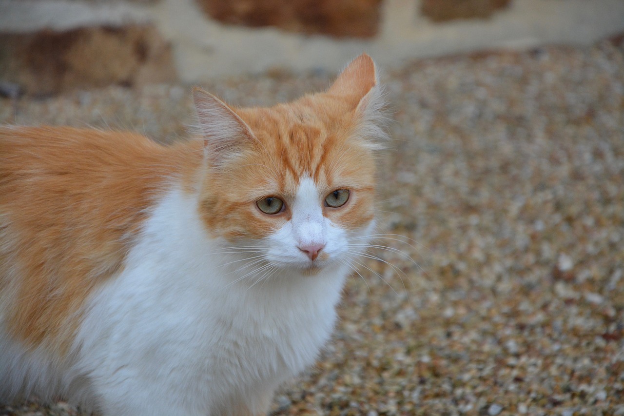 cat look green eyes free photo