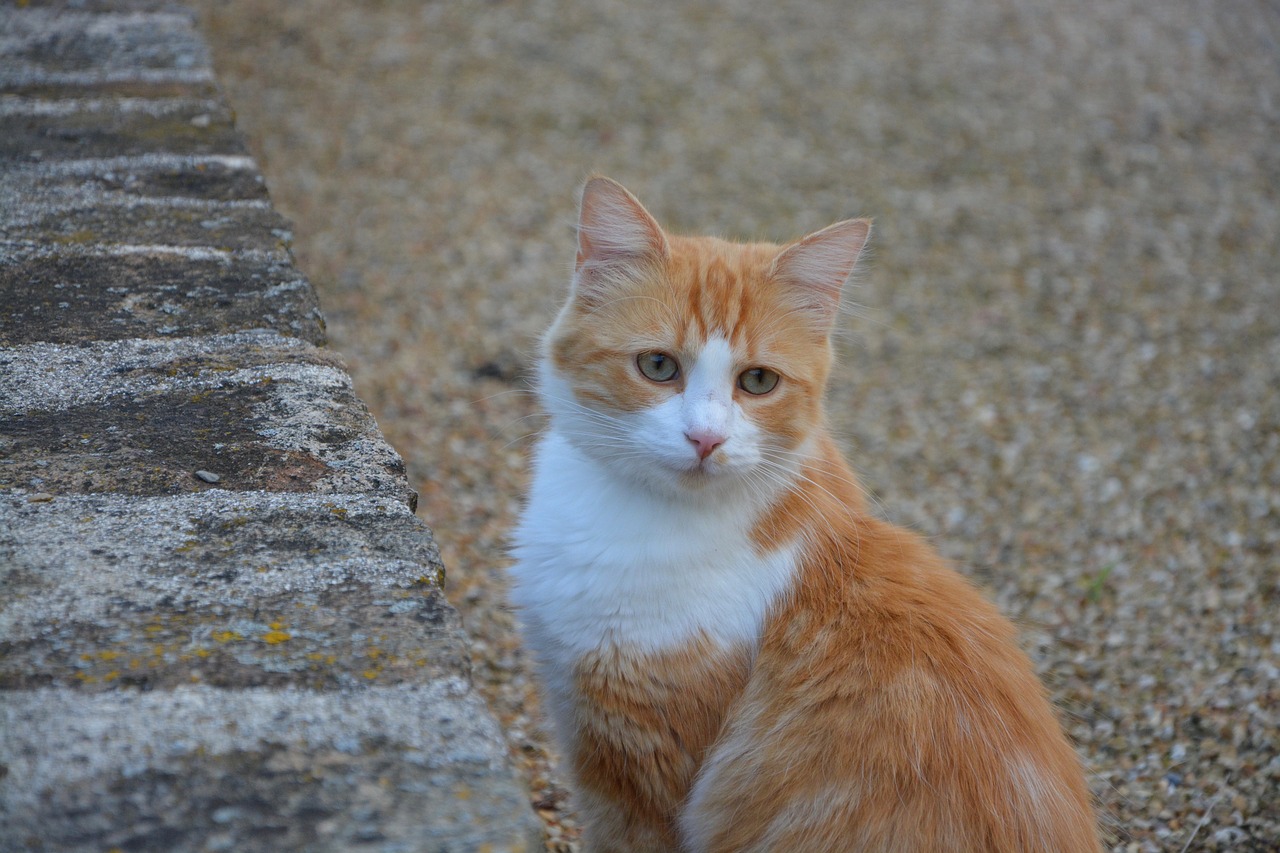 cat red white green eyes free photo