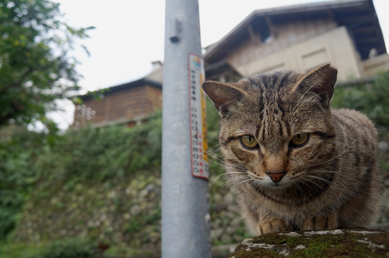 cat animal street cat free photo