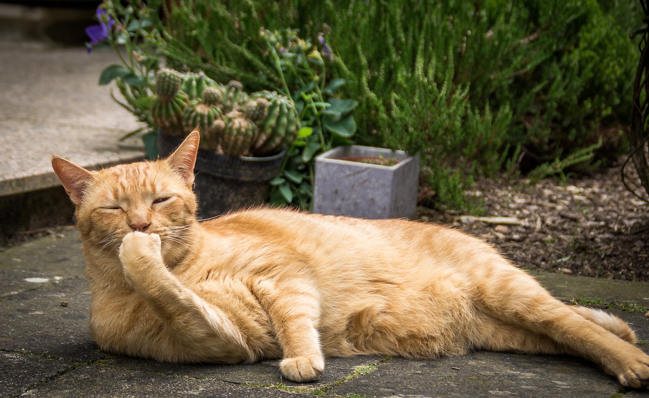 cat lying garden free photo
