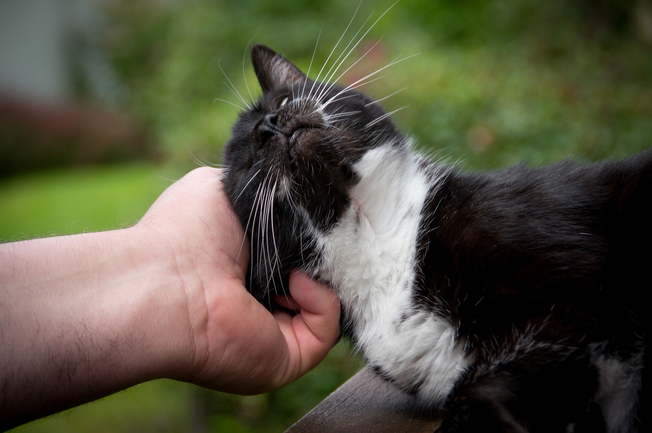 cat hand crawl free photo