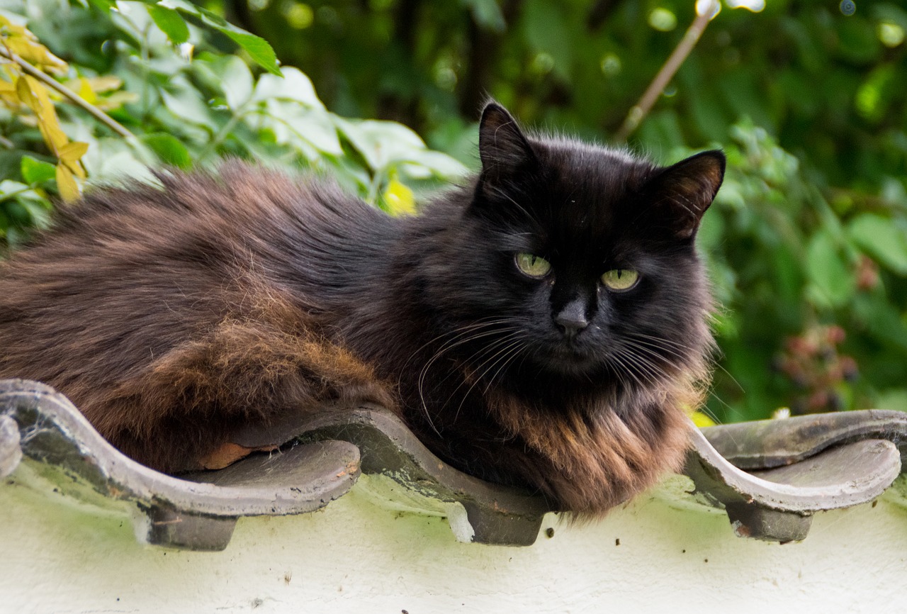 cat thick fluffy free photo
