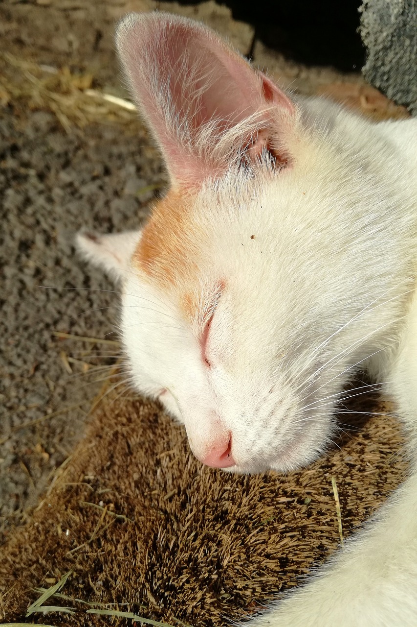 cat sleep harmony free photo