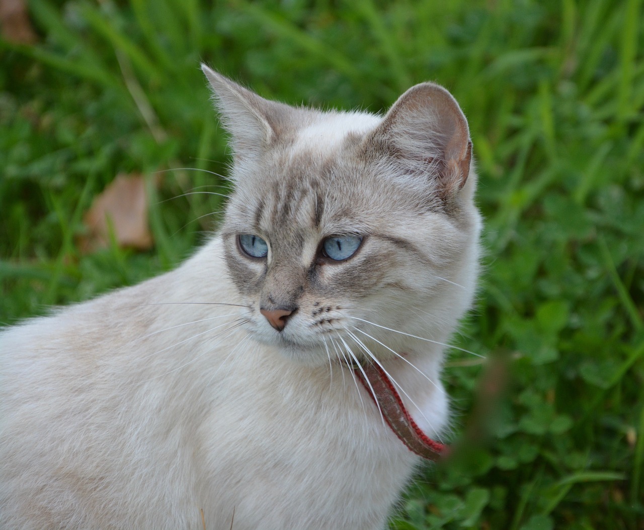 cat pussy female free photo