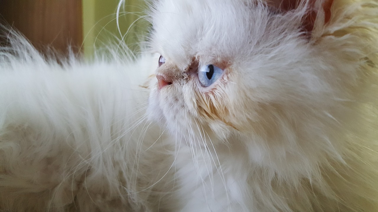 cat pet persian cat free photo