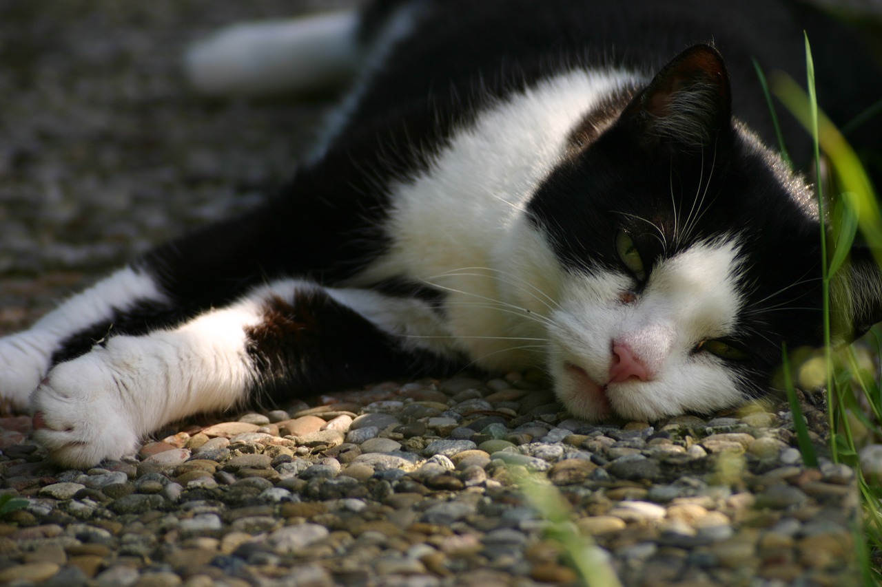 cat sunning domestic cat free photo