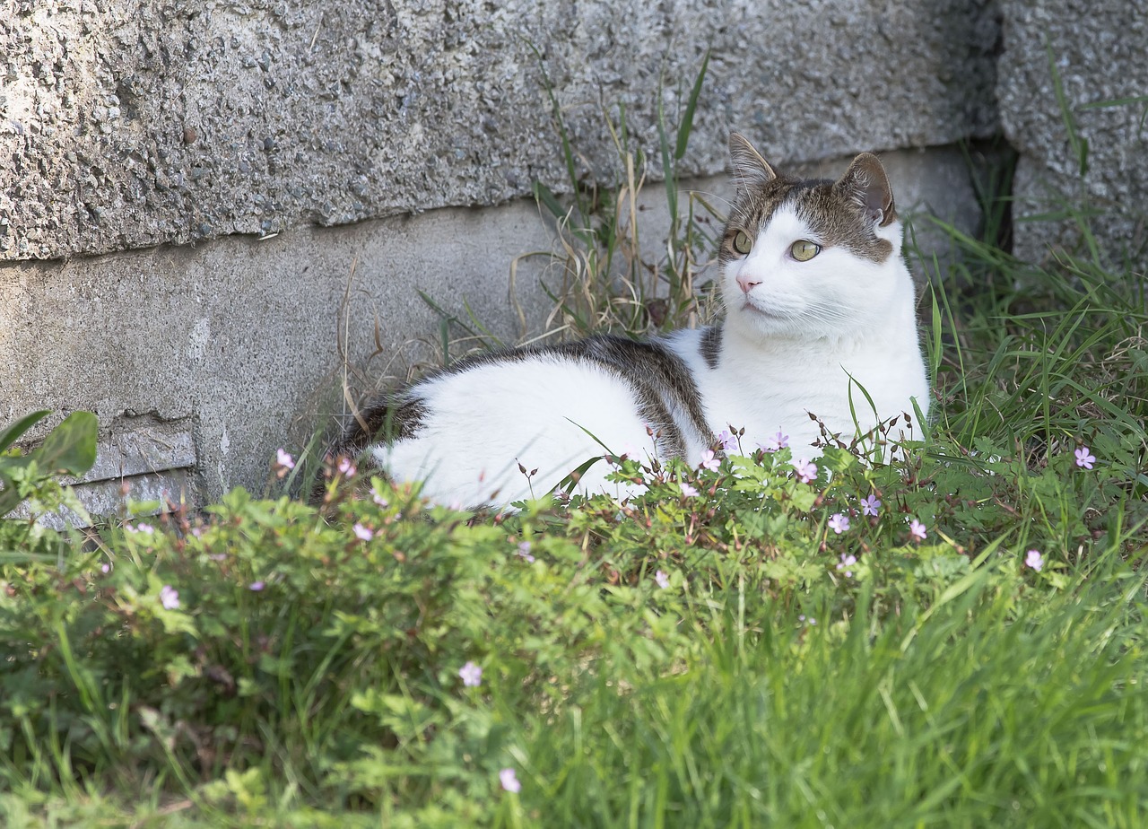 cat grass nature free photo