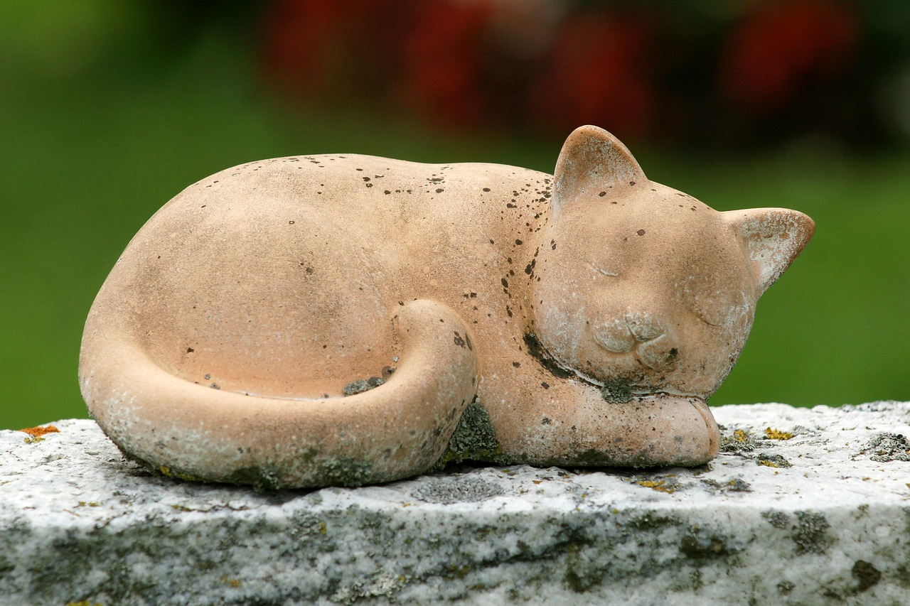cat lying cat stone free photo
