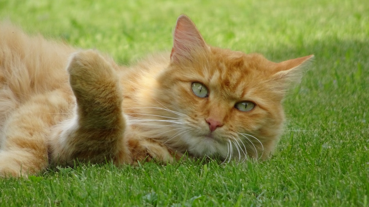 cat redhead pet free photo