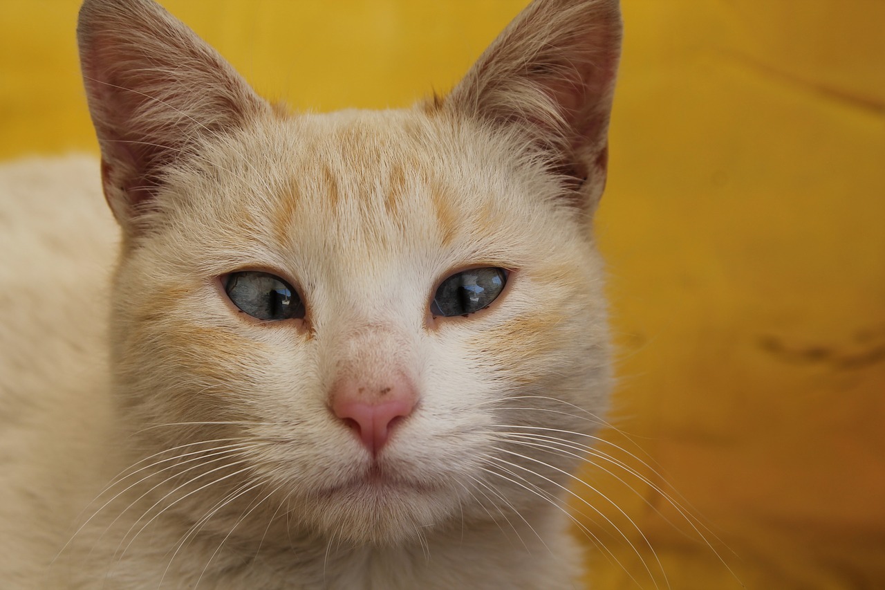 cat strabismus yellow free photo