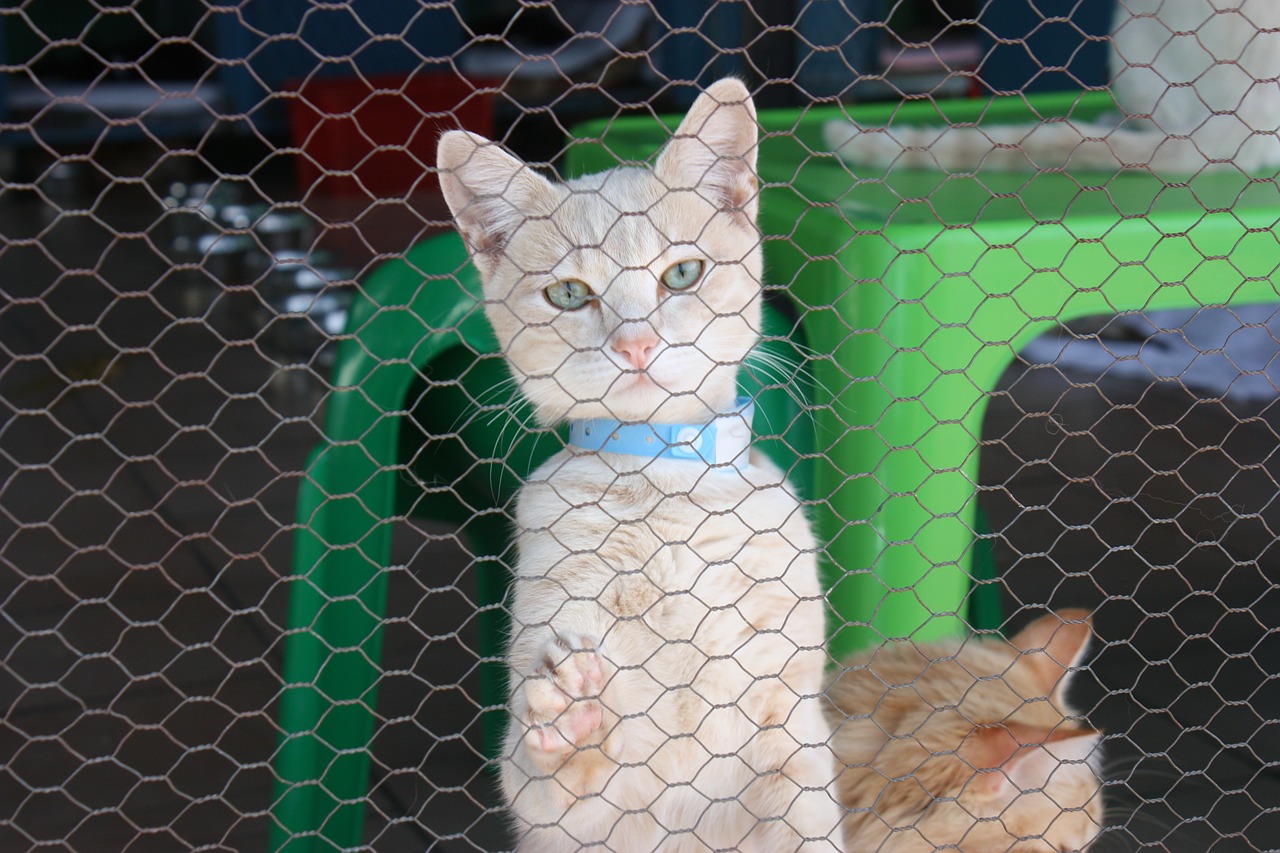 cat kennel cat face free photo