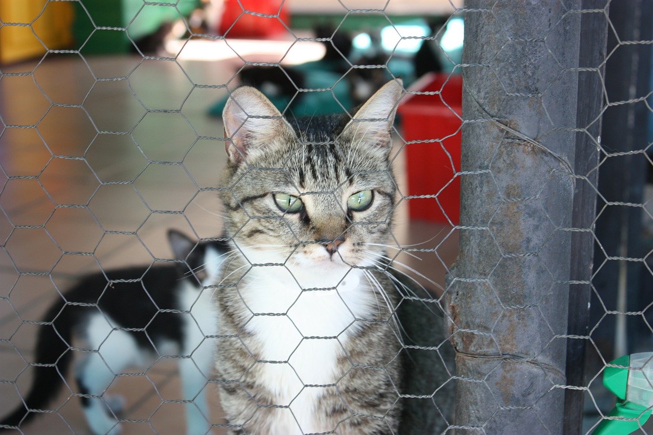 cat kennel cute cat free photo