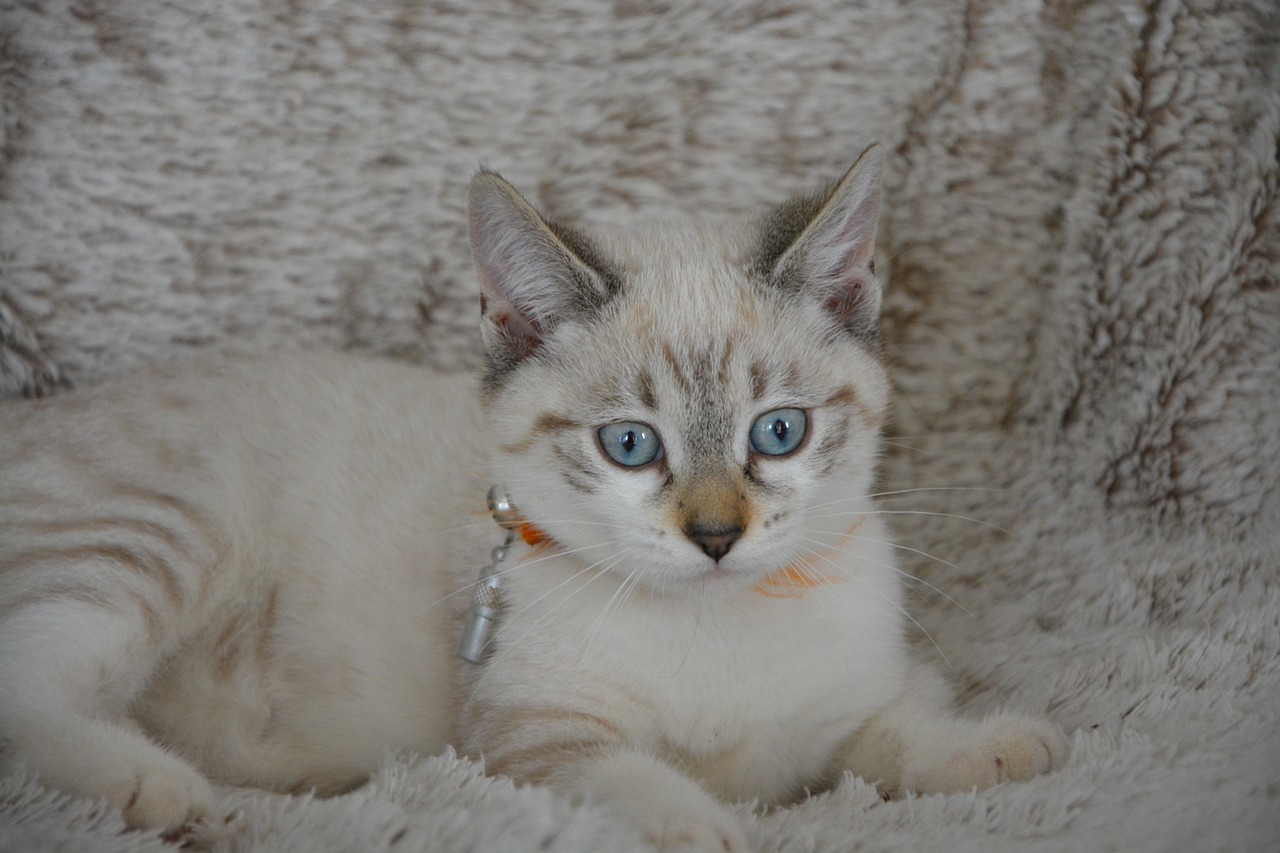 cat kitten blue eyes free photo