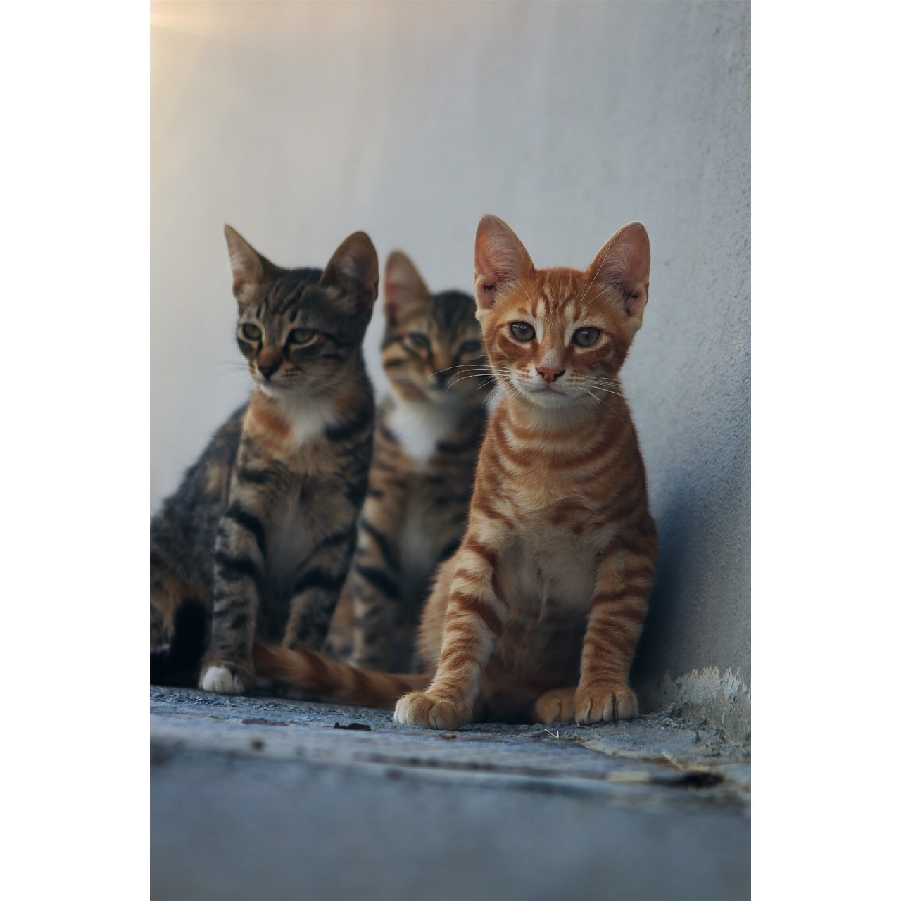 cat animal kitten free photo