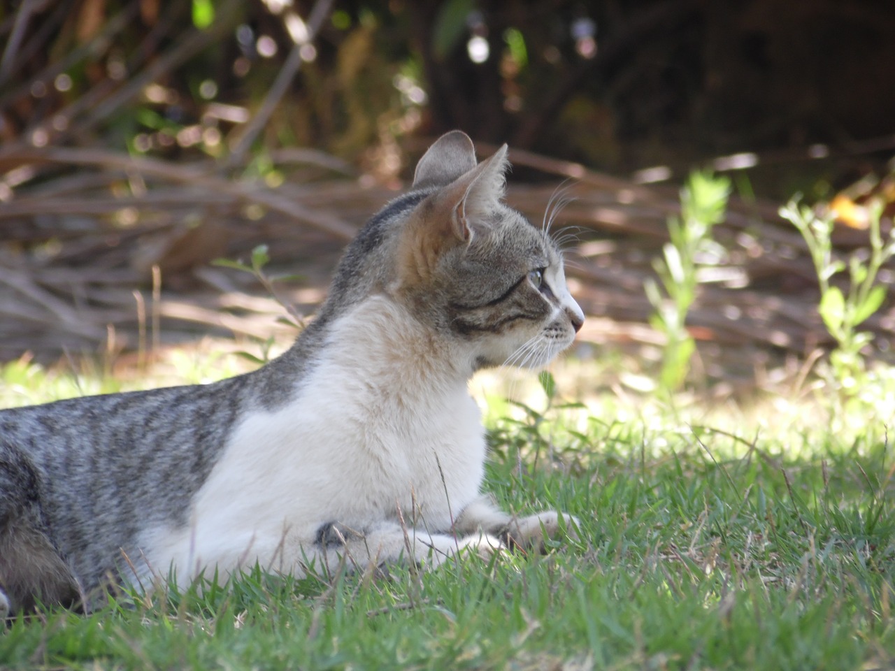 cat feline observation free photo