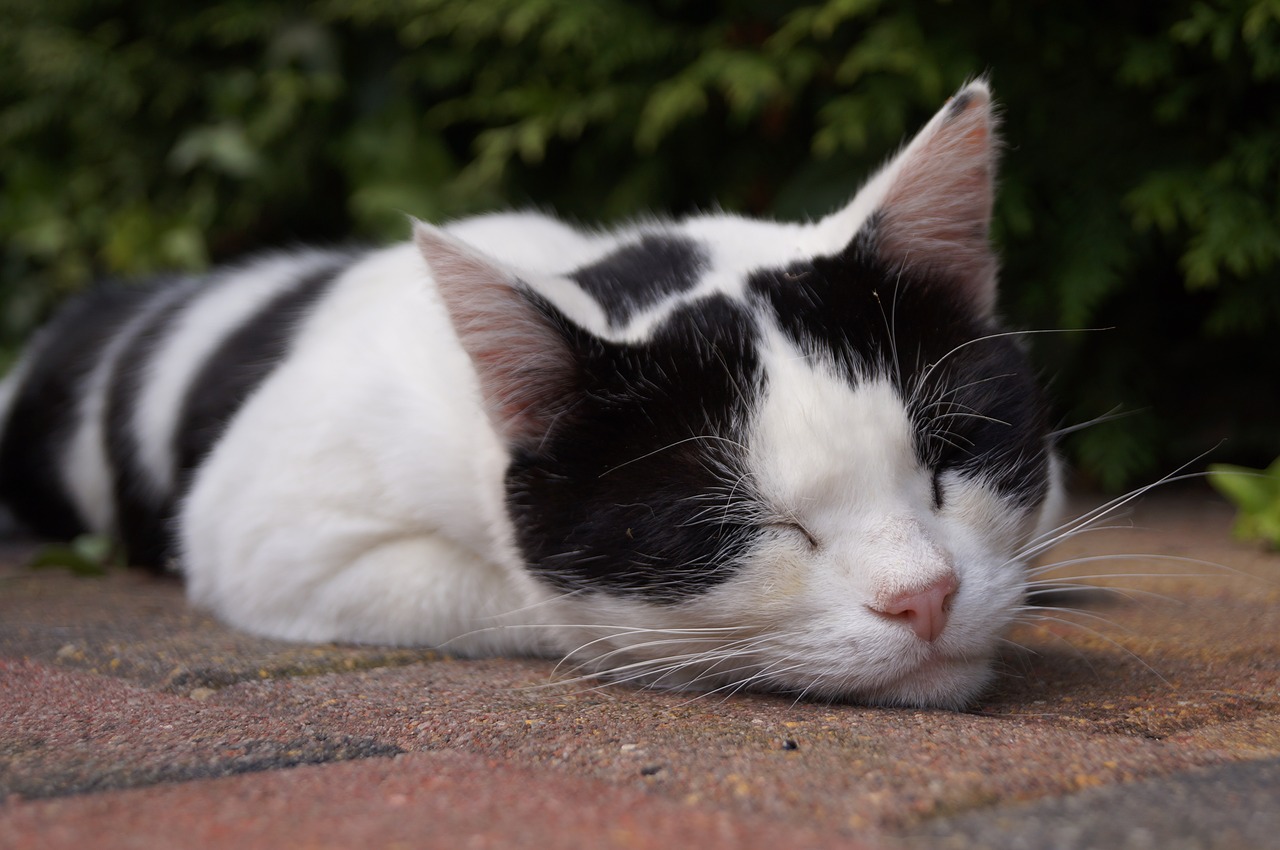 cat lazy sleep free photo