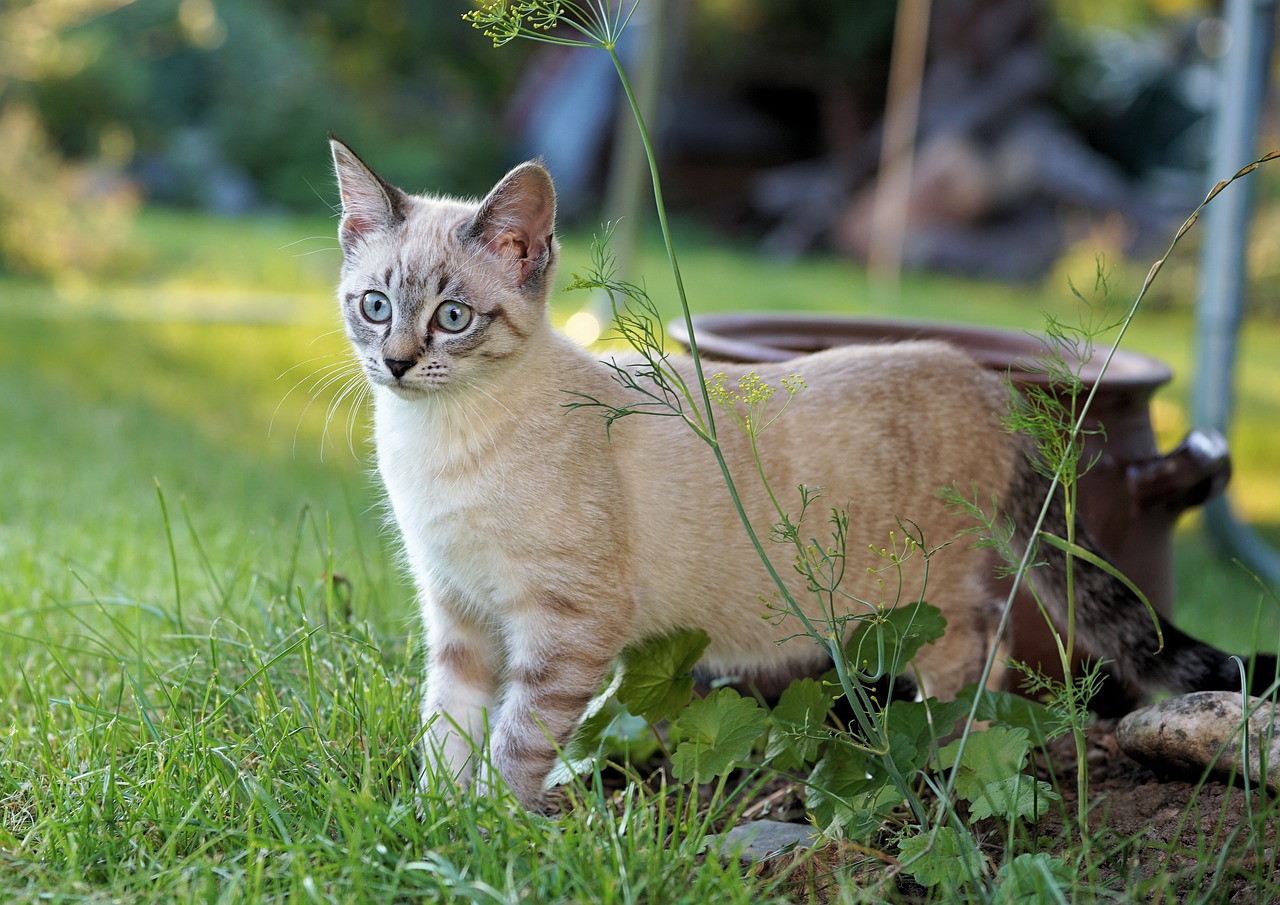 cat garden pet free photo