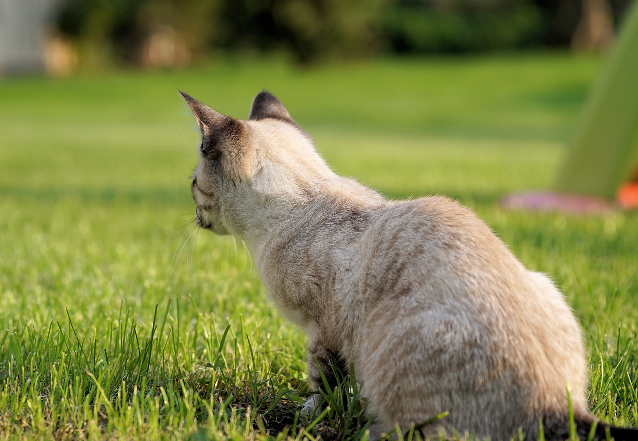 cat garden pet free photo