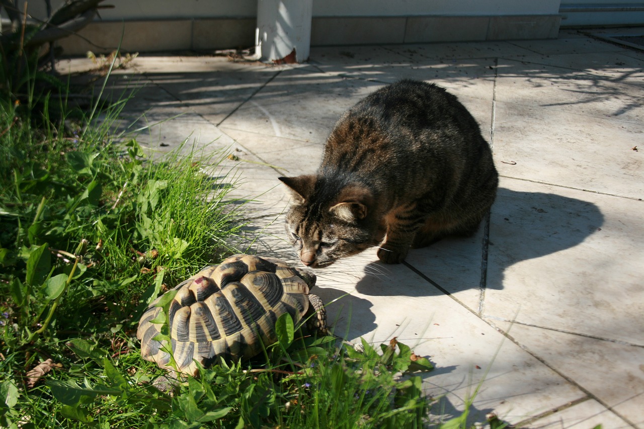 cat turtle friendship free photo