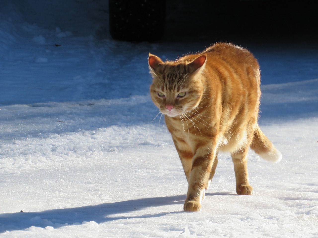 cat winter cute free photo