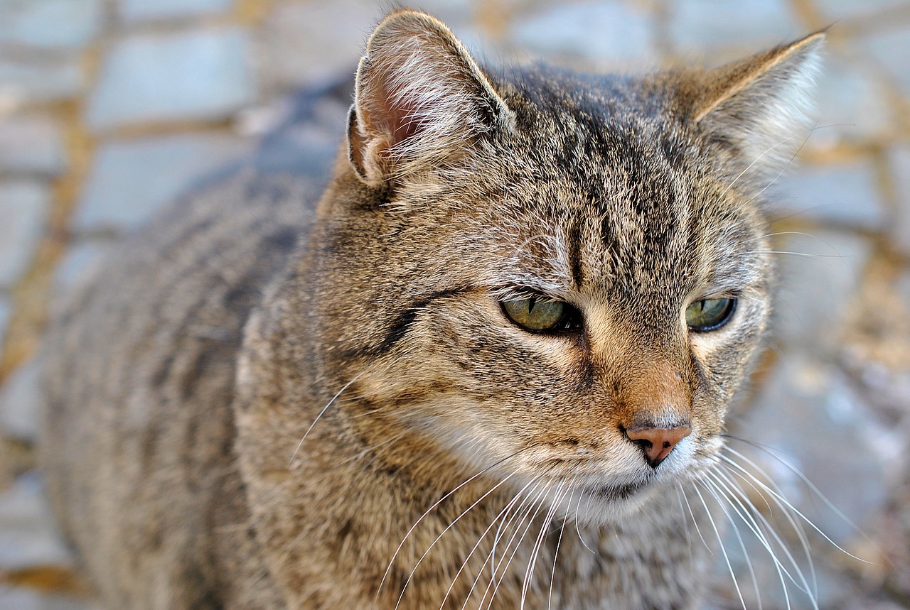 cat grey nature free photo