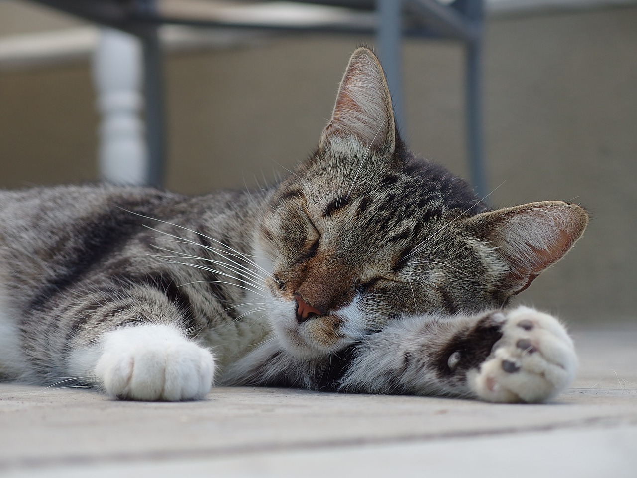 cat relaxed sleeping free photo