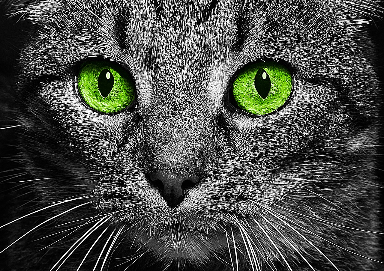 cat green eyes cat's eyes free photo