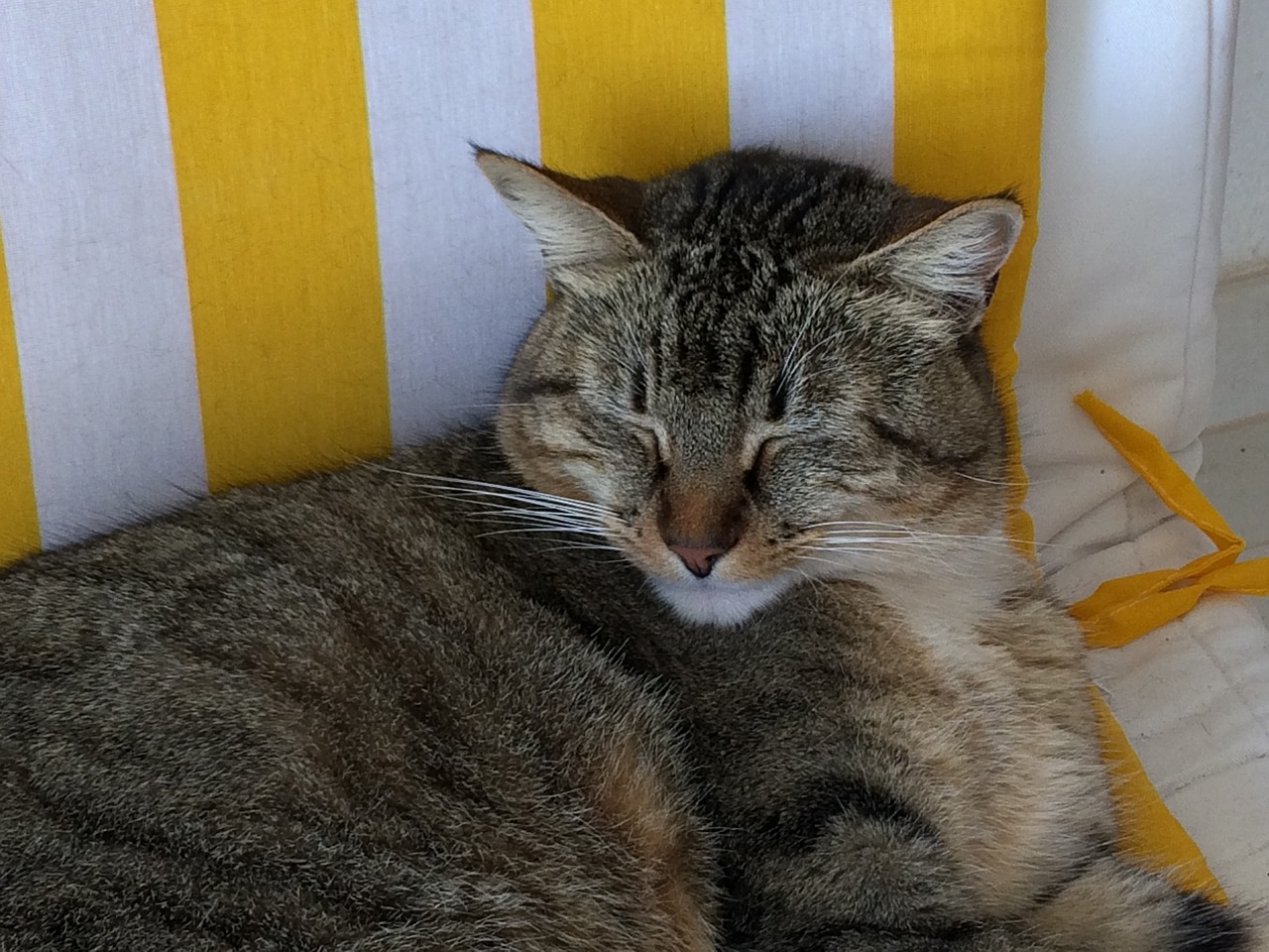 cat tabby sleepy free photo