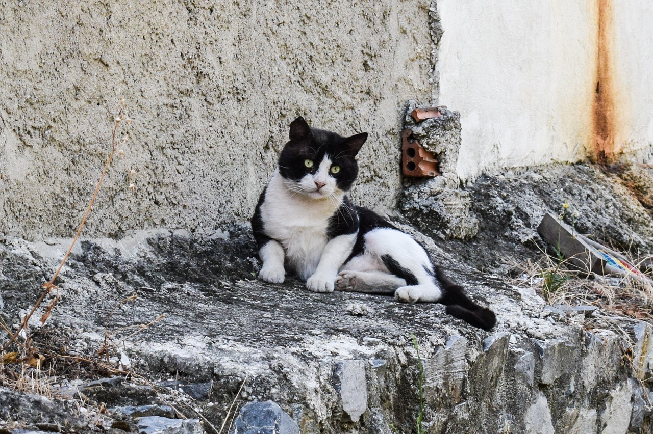 cat stray tramp free photo