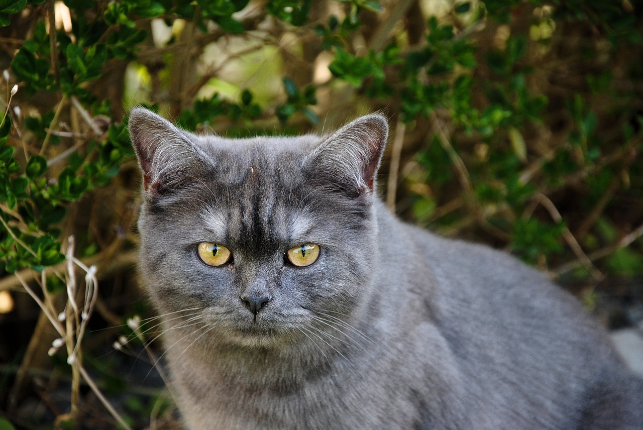 cat nature grey free photo