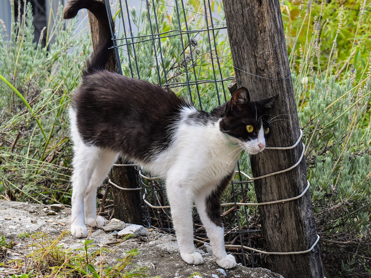 cat stray animal free photo