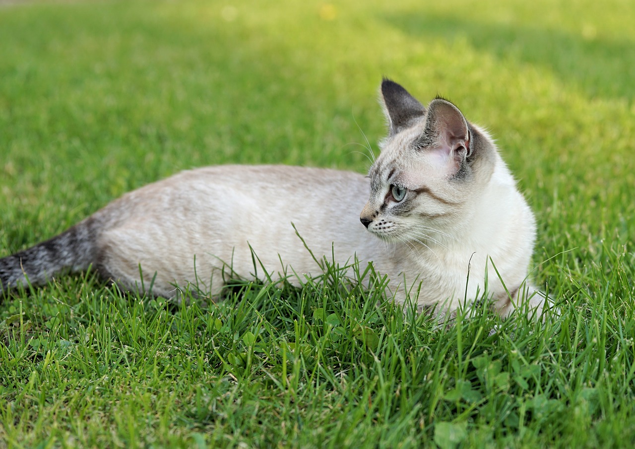 cat garden pet free photo