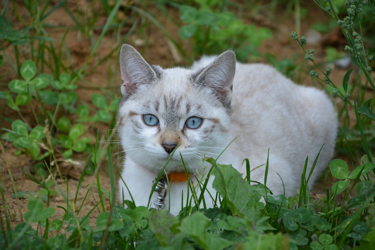 cat pussy kitten free photo