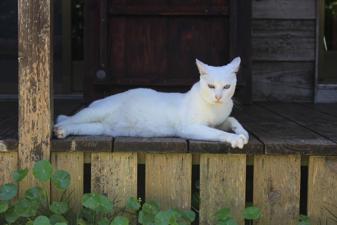 cat the white temple okinawa prefecture free photo