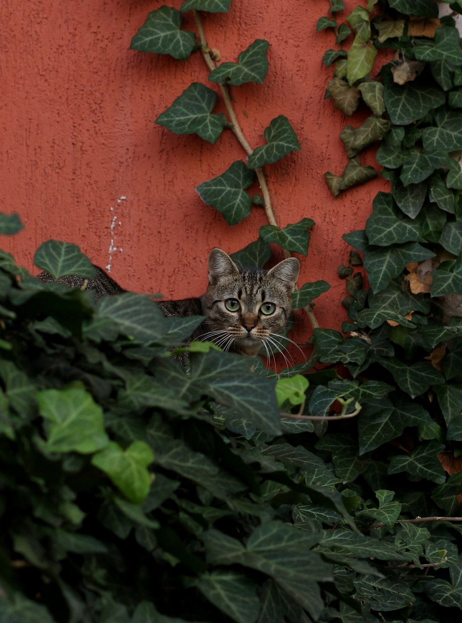 cat green eyes leaves free photo