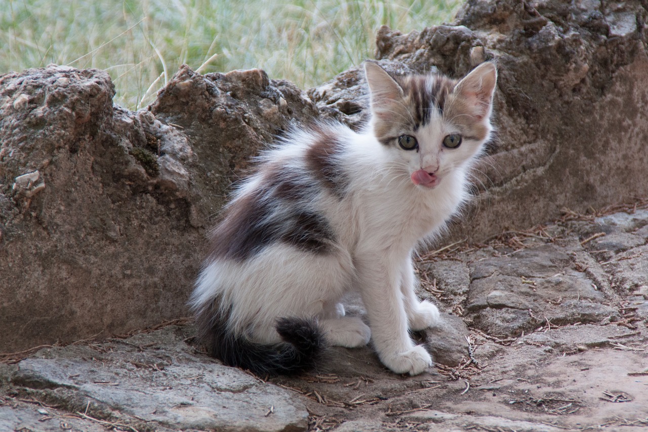 cat relamiendo puppy free photo