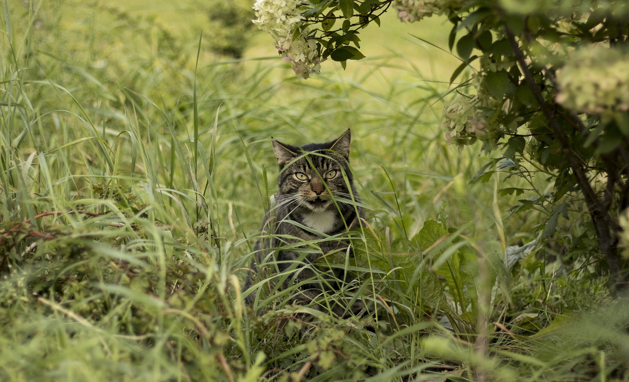 cat grass bush free photo