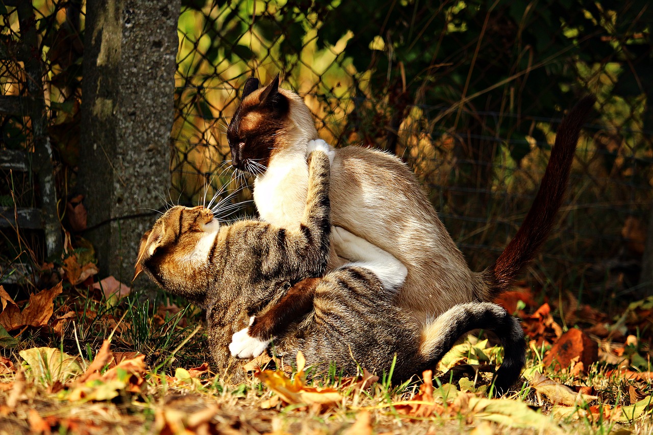 cat fight tussle free photo