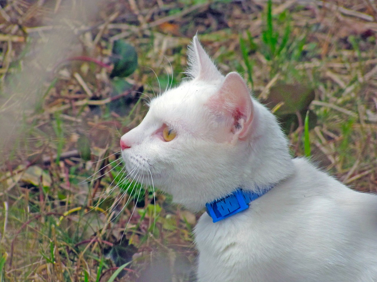 cat kitten is watching free photo