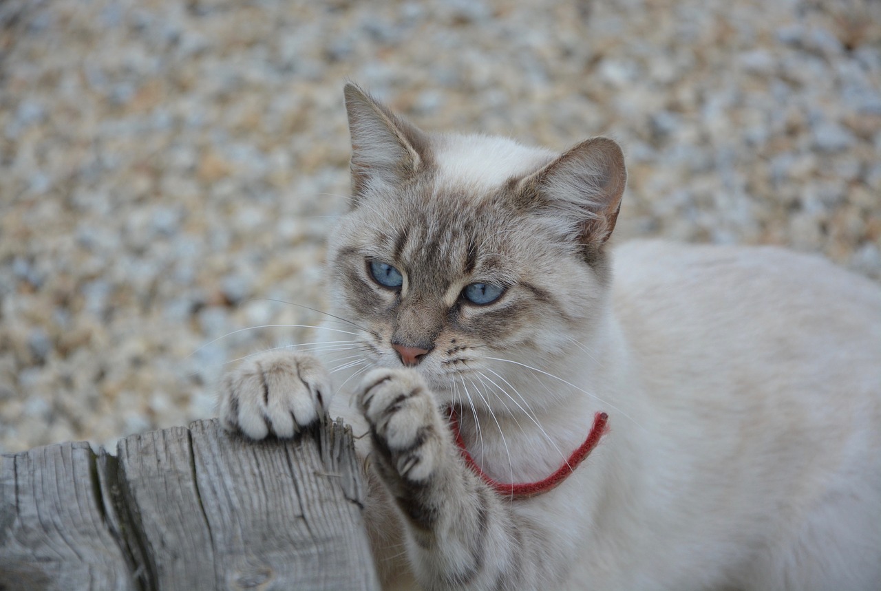 cat claws do claw free photo