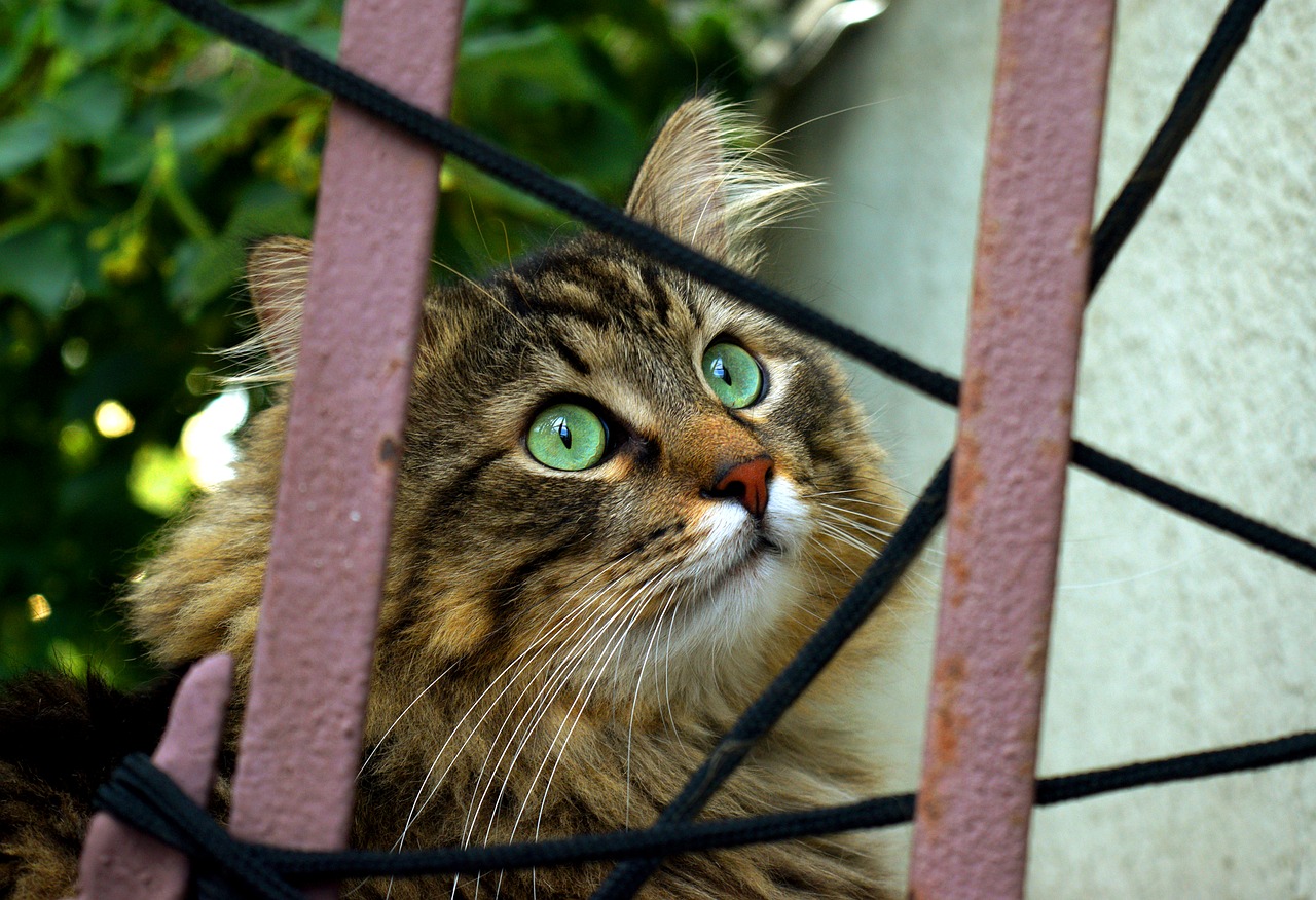 cat behind fence curious free photo