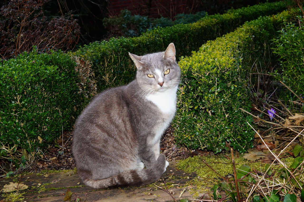 cat domestic cat garden free photo