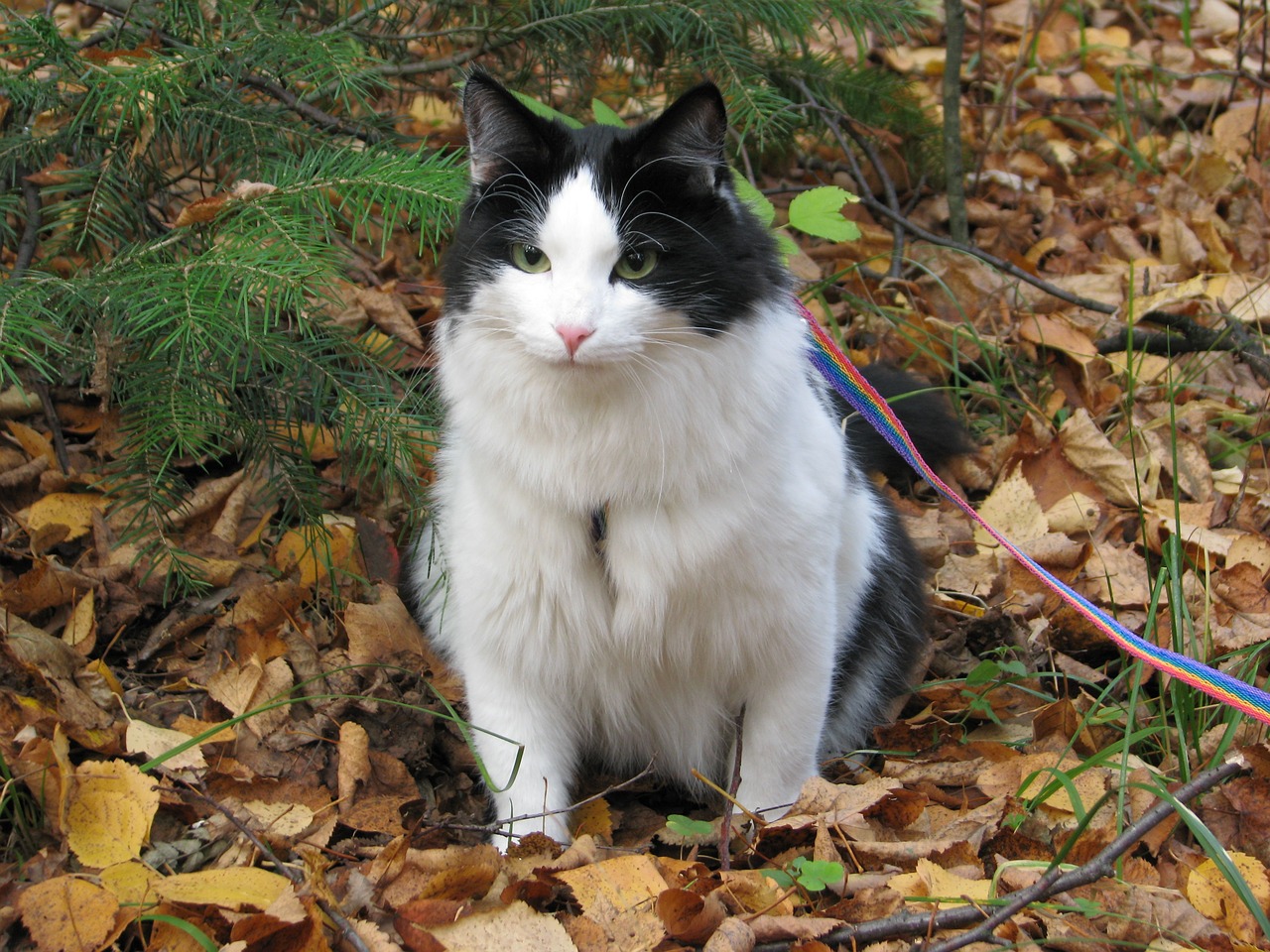 cat forest stroll free photo