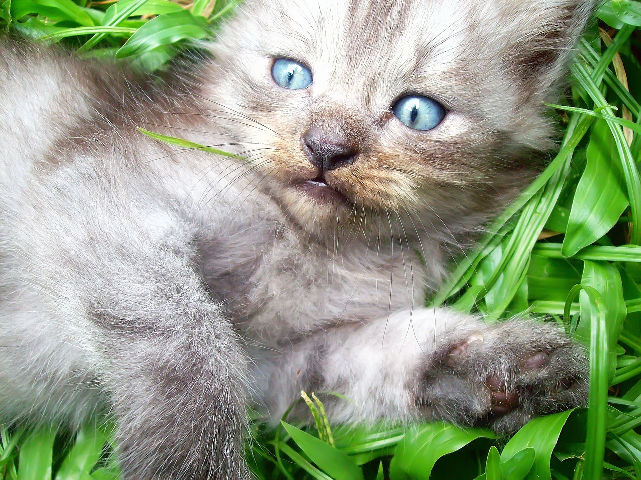 cat cute cute cat free photo