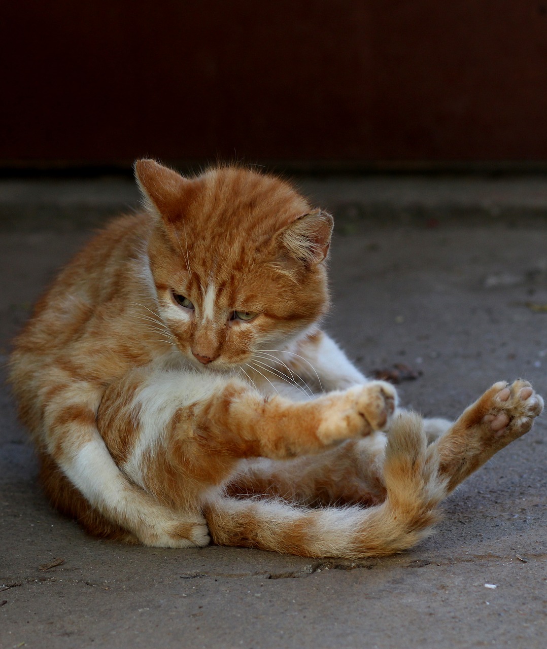 cat red position free photo