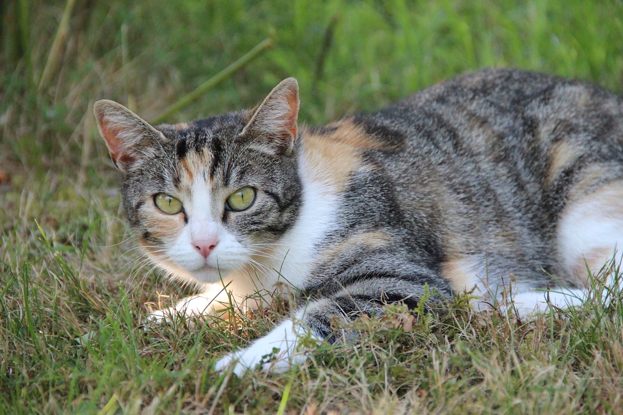 cat animal domestic cat free photo