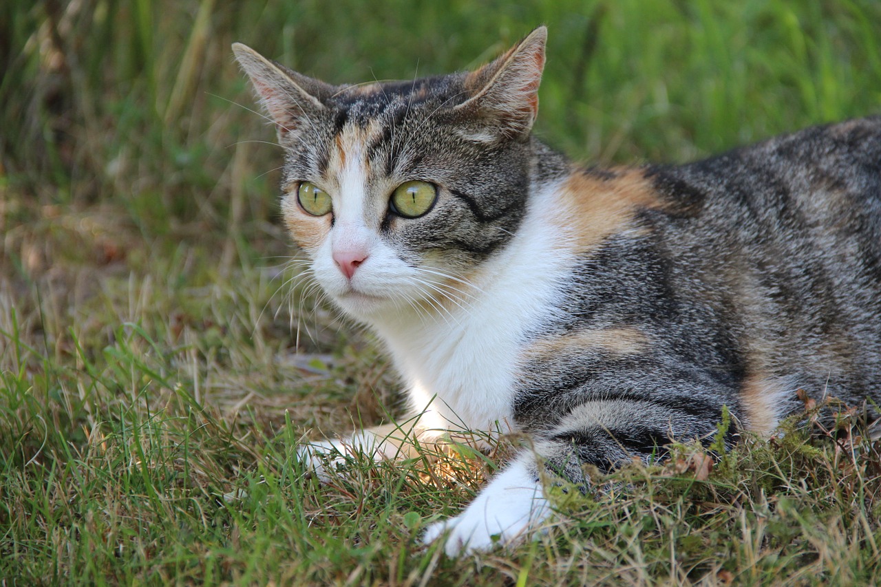 cat animal domestic cat free photo