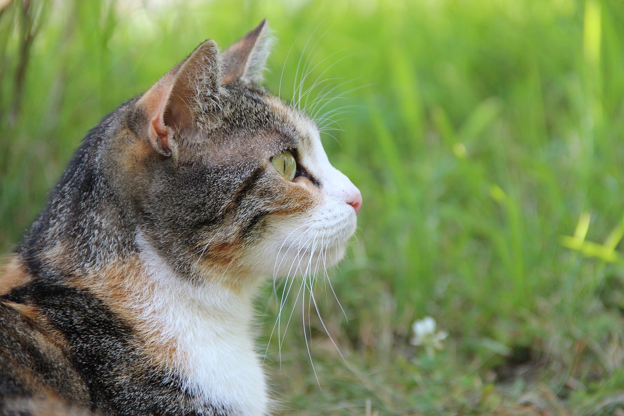 cat animal domestic cat free photo