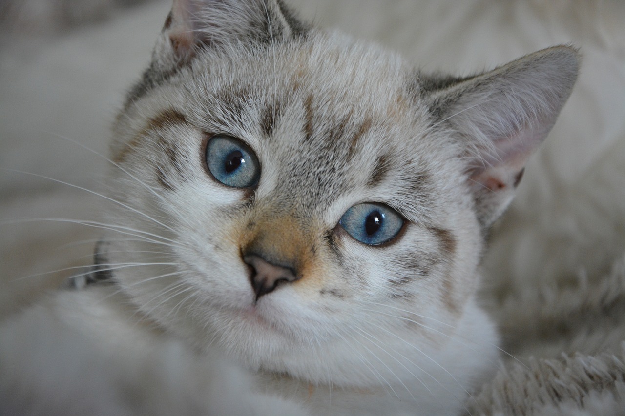 cat kitten cat eyes free photo