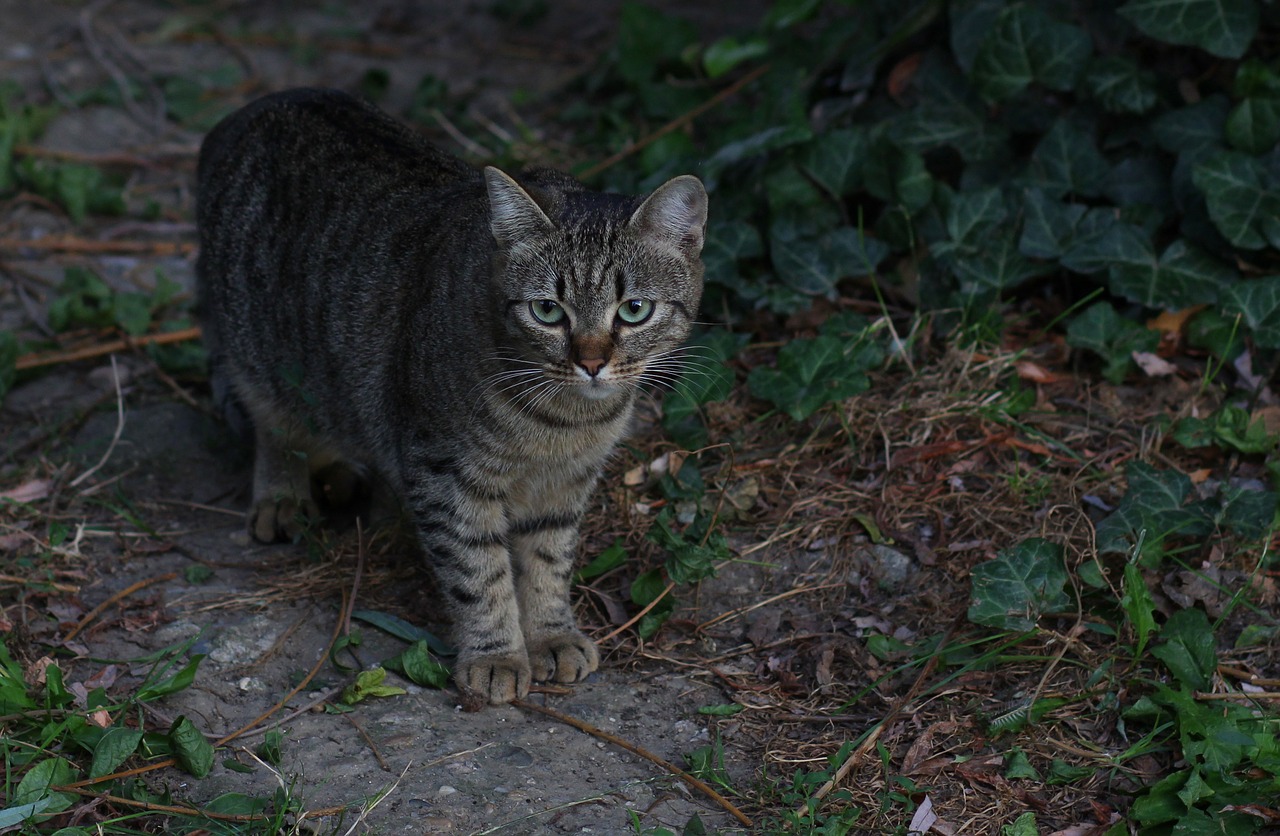 cat stripes gray free photo